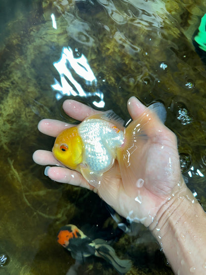 [SINGLE] Lemonhead Oranda Male 5 inches #082225SO_05