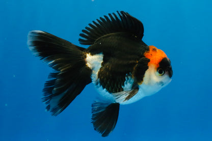[SINGLE] Tricolor Oranda Male 4-4.5 inches #032026SO_09