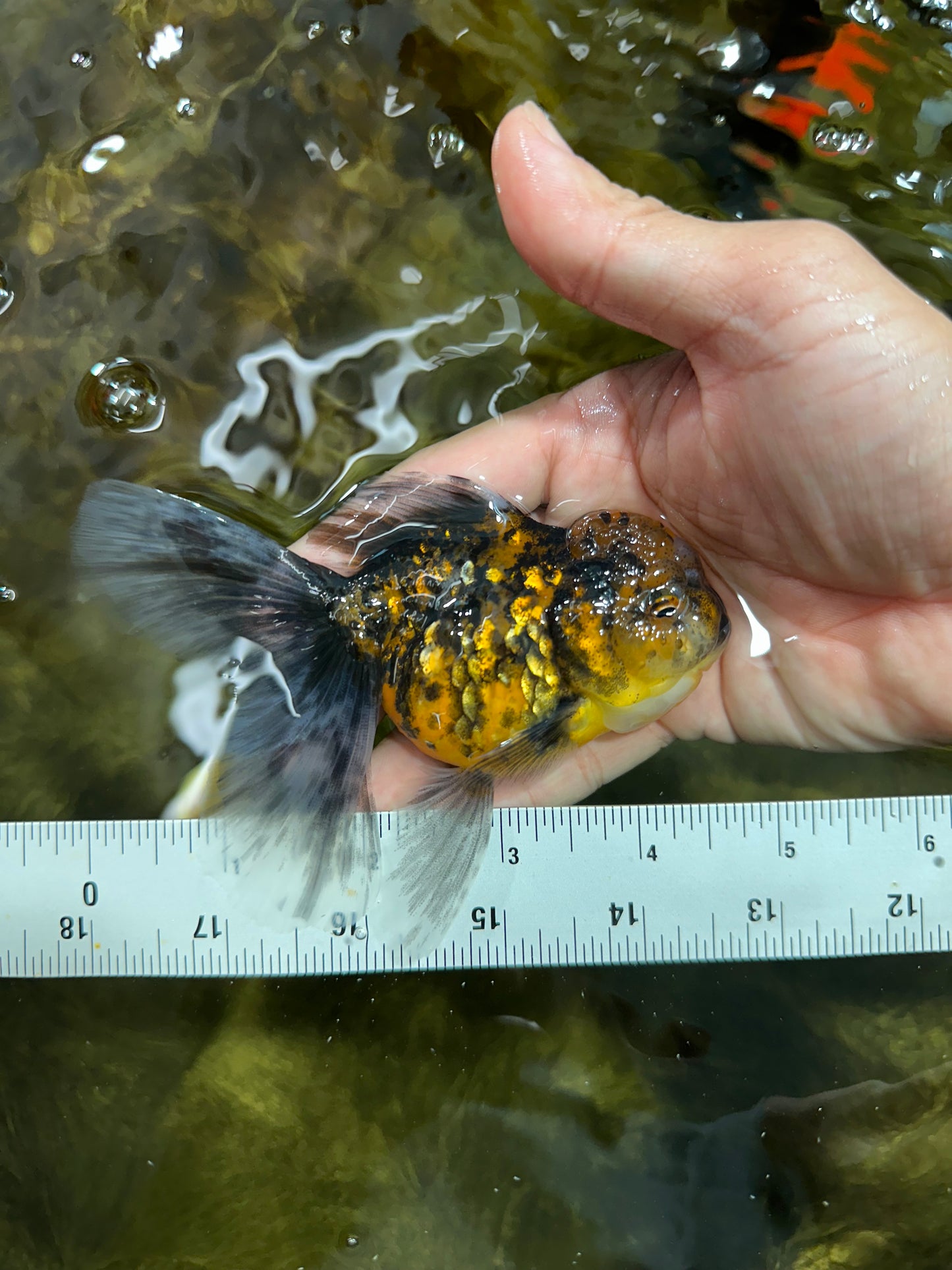 [COUPLE] Tricolor Male & Tiger Female 4.5 inches #091925CO_03