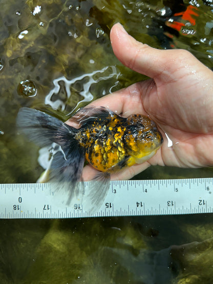 [COUPLE] Tricolor Male & Tiger Female 4.5 inches #091925CO_03