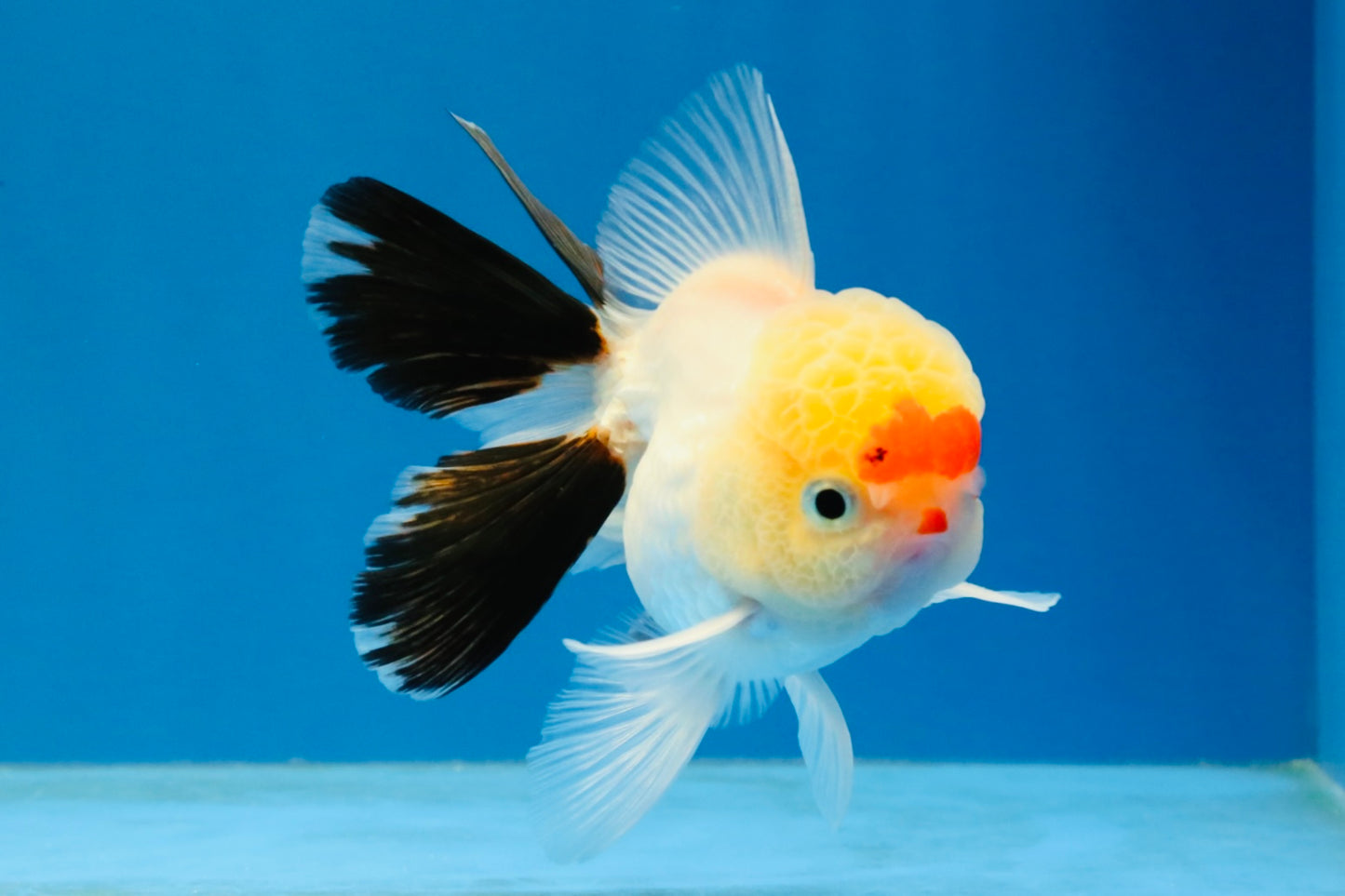 [SINGLE] Tricolor Oranda Male 4 inches #040326SO_07