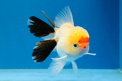 [SINGLE] Tricolor Oranda Male 4 inches #040326SO_07