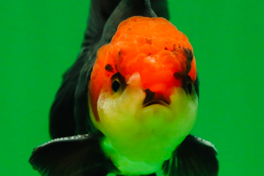 [SINGLE] Tricolor Oranda Male 4-4.5 inches #080825SO_11