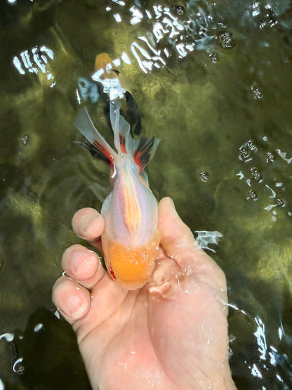 [SINGLE] Tricolor Oranda Male 4.5 inches #031326SO_09