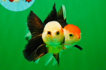 [COUPLE] White Head Male & Red Head Tricolor Female 4-4.5 inches #091925CO_05