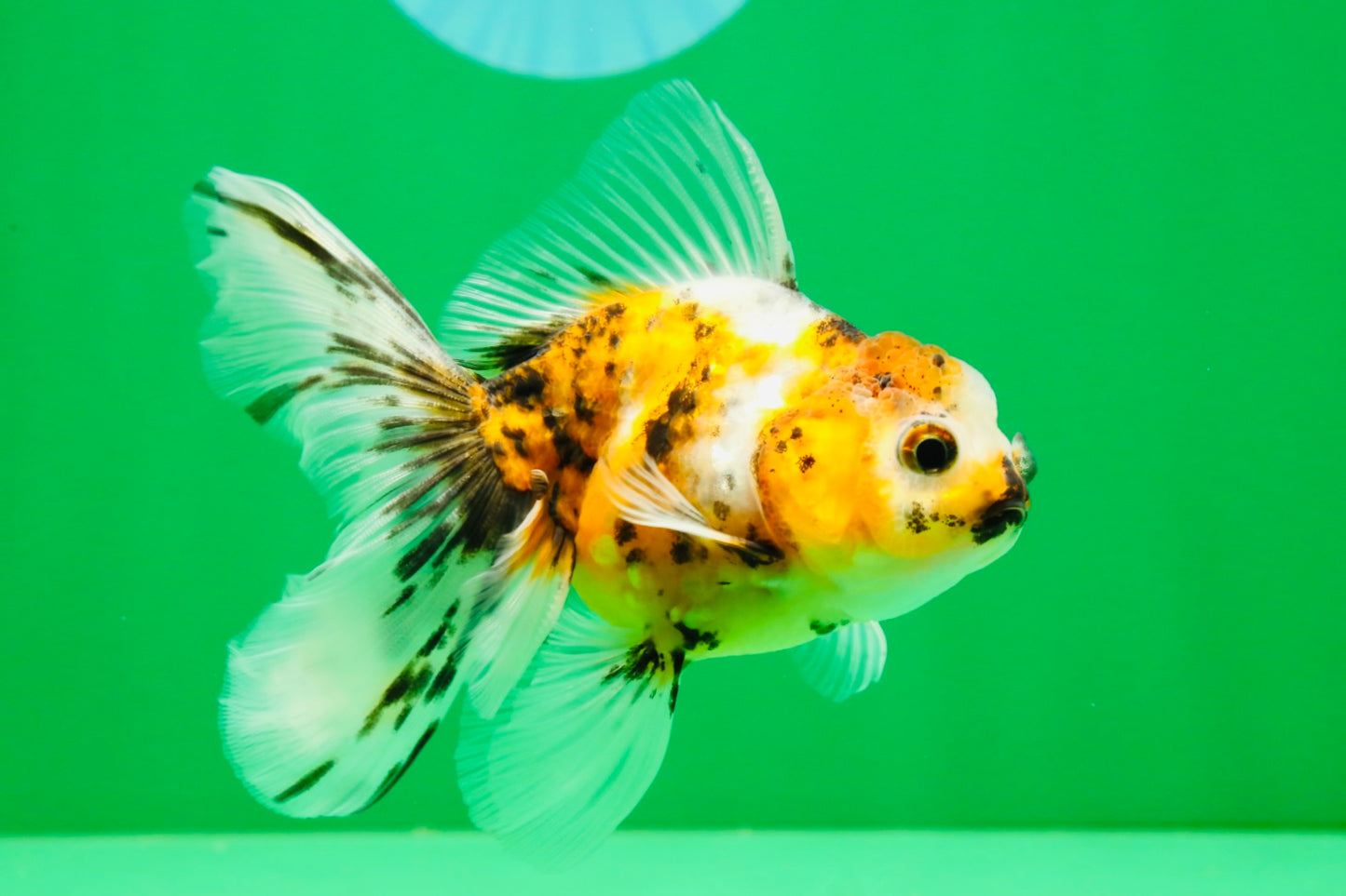 [COUPLE] Tricolor Male & Calico Female Oranda 4-4.5 inches #101025CO_07