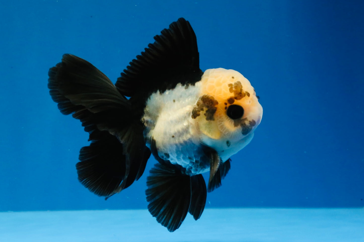 [SINGLE] Panda Button Eyes Oranda Male 4 inches #030626SO_06