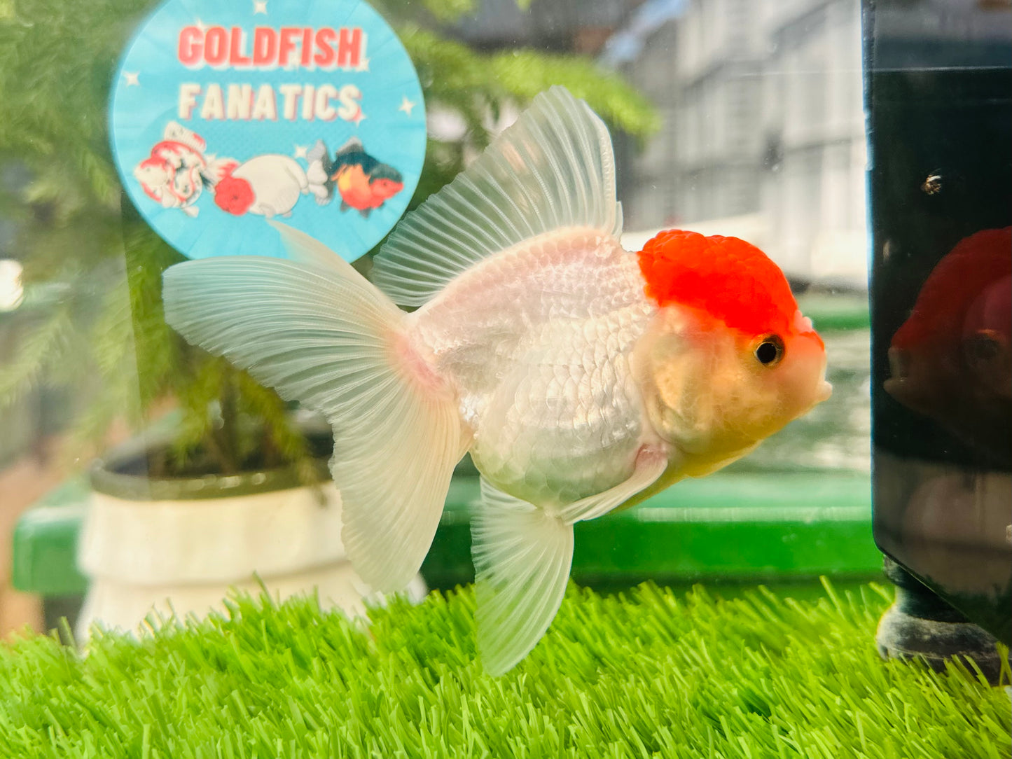 [SINGLE] Red Cap Oranda Female size 4.5 inches #112224SO_14