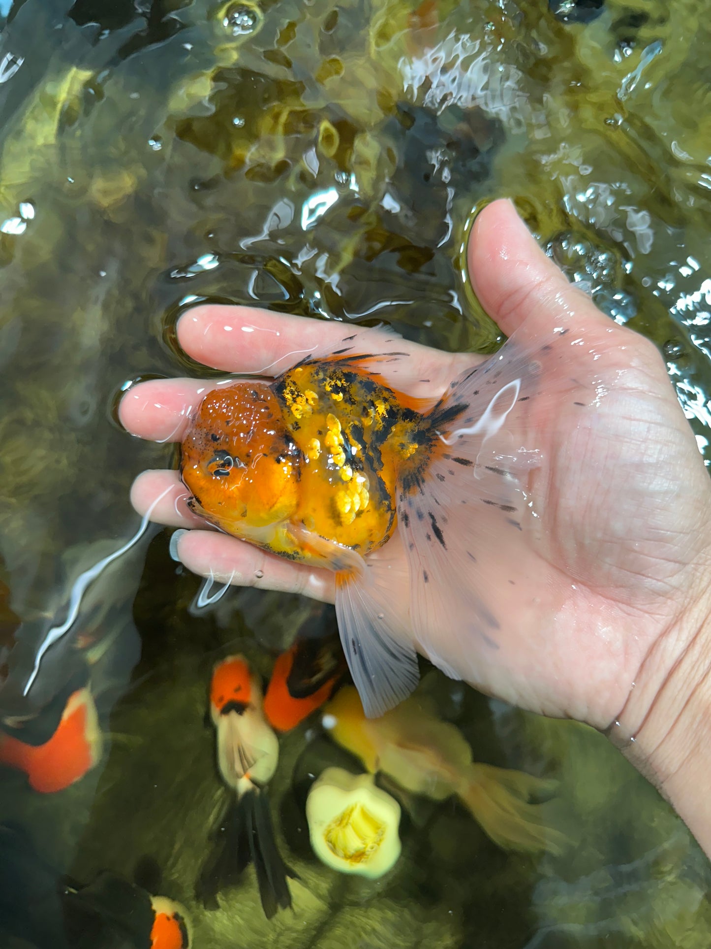 [SINGLE] Tiger Oranda Male 4.5 inches #091925SO_06
