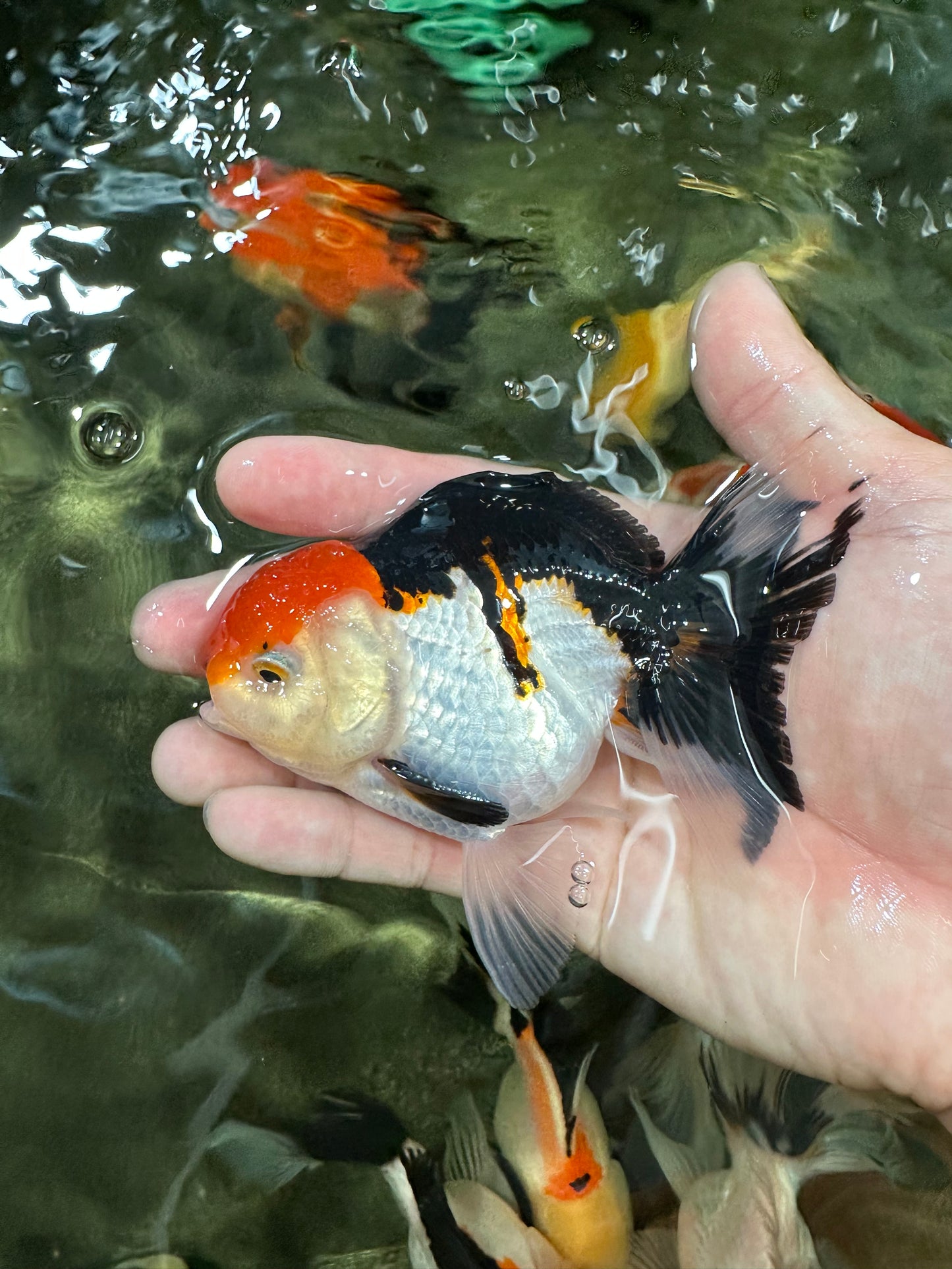 [COUPLE] Tricolor Male & Panda Female Oranda 4.5 inches #052325CO_10
