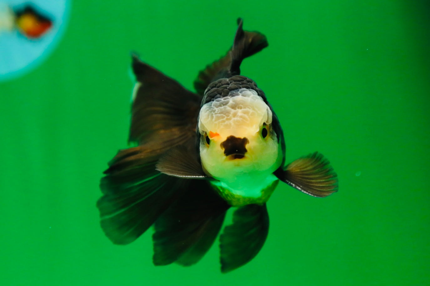 [SINGLE] Panda Oranda Male 4.5 inches #090525SO_02