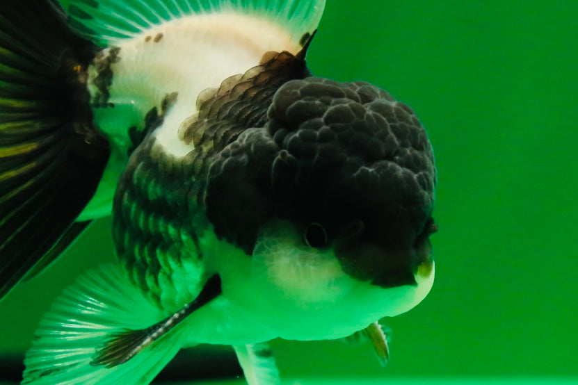 [SINGLE] Panda Oranda Male 4 inches #013125SO_18