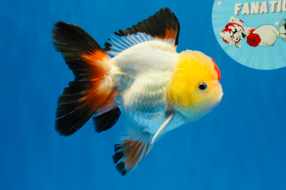 [SINGLE] Tricolor Oranda Male 4.5 inches #022726SO_10