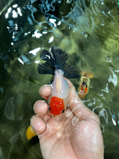 [COUPLE] Red Head Male & Tricolor Button Eyes Female Oranda 4 inches #052325CO_07