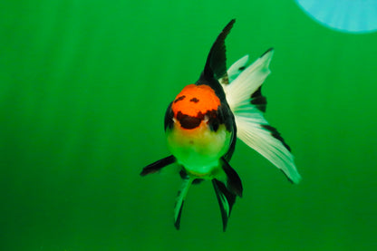 [SINGLE] Tricolor Female Oranda 4 inches #080125SO_03