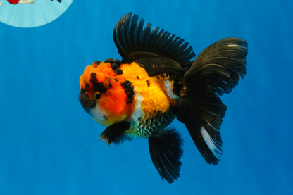 [SINGLE] Tricolor Oranda Male 4.5 inches #040326SO_09