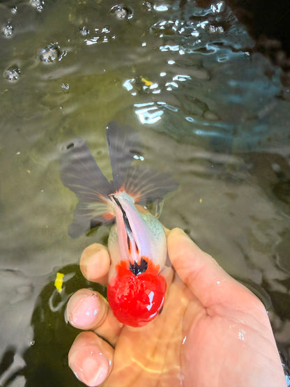 [SINGLE] Tricolor Oranda Female 4-4.5 inches #041026SO_06
