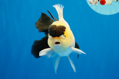 [SINGLE] Panda Oranda Male 4-4.5 inches #022726SO_09