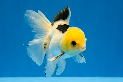 [SINGLE] Panda Oranda Male 4.5 inches #030626SO_03