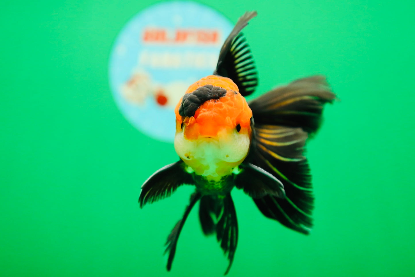 [SINGLE] Tricolor Oranda Male 4.5-5 inches #090525SO_08