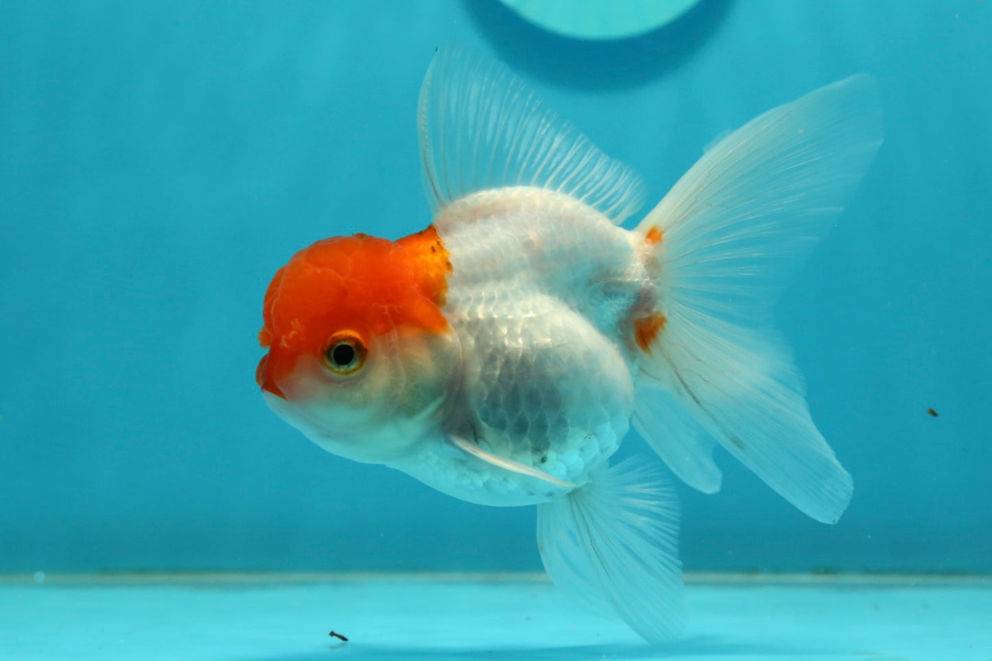 [SINGLE] Red Cap Oranda Female 4 inches #112924SO_19