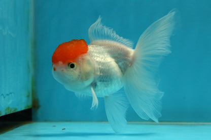 [SINGLE] Red Cap Oranda Female 4-4.5 inches #112924SO_18