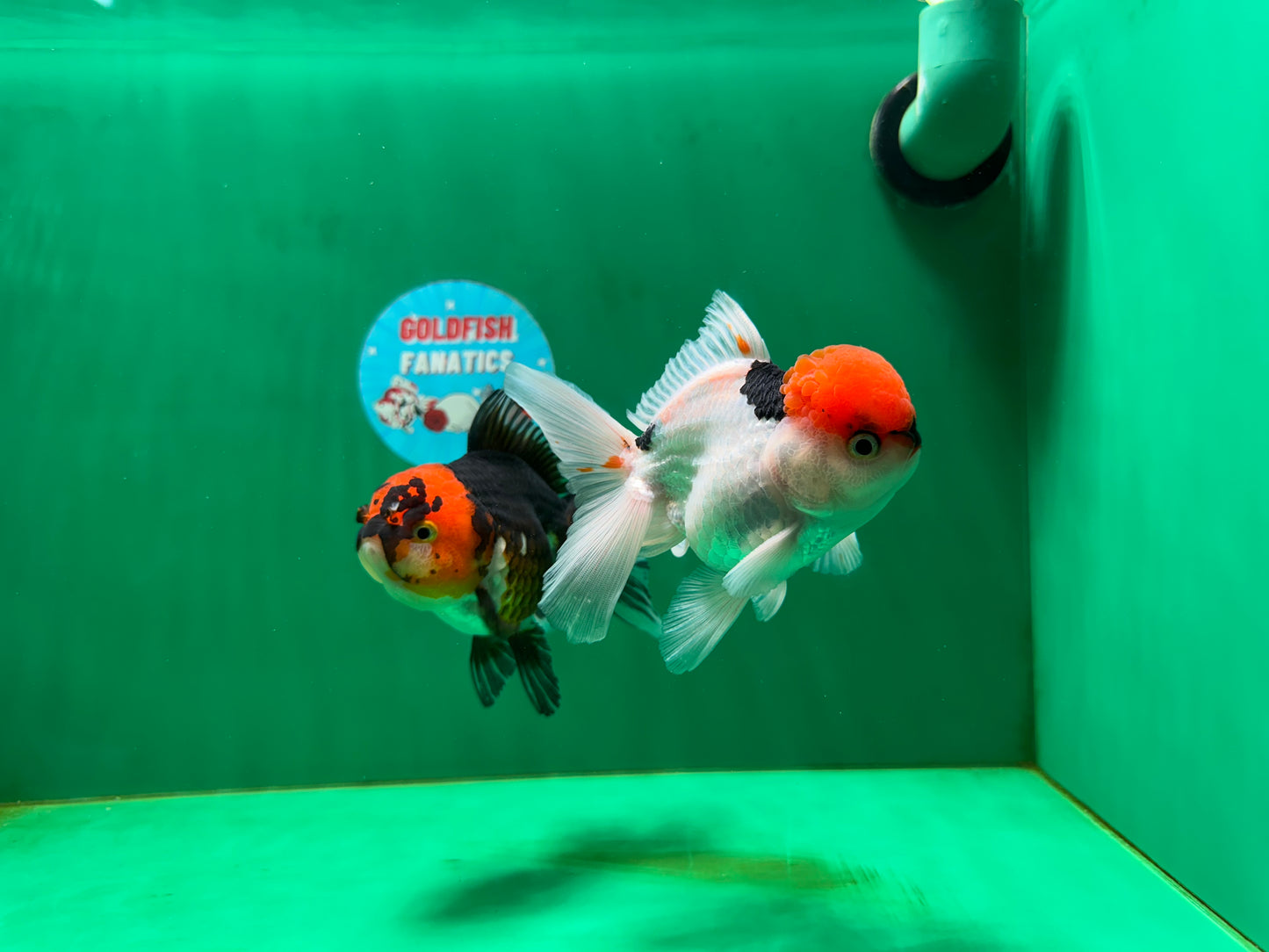 [COUPLE] Red Head Male & Tricolor Female Oranda 4.5 inches #051625CO_10