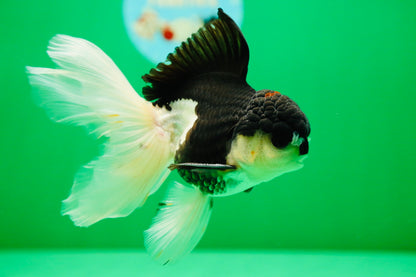 [SINGLE] Panda Oranda Male 5 inches #090525SO_05
