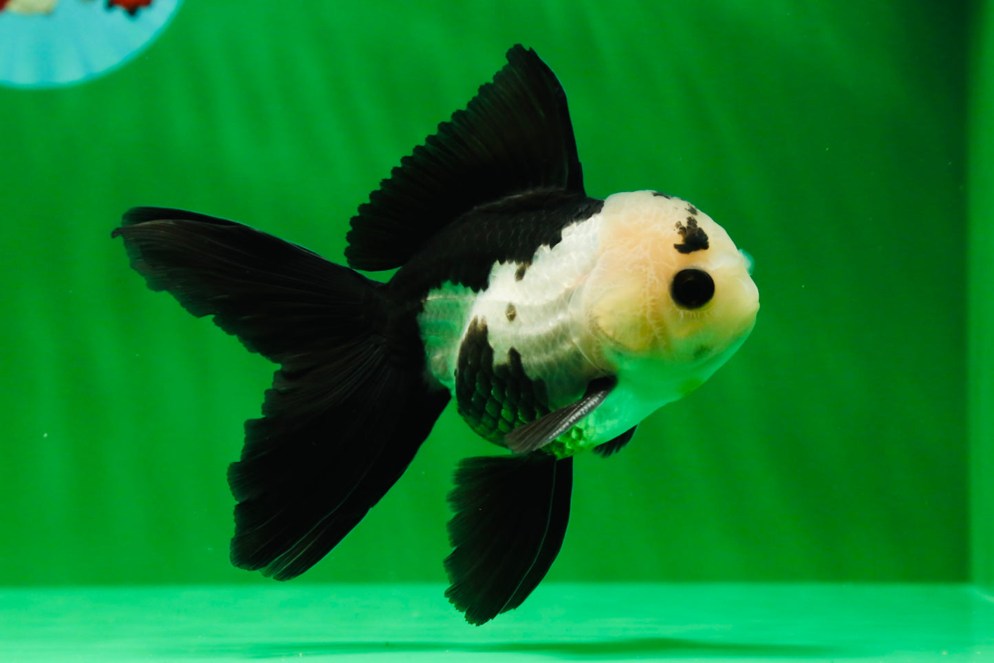 [SINGLE] Panda Button Eyes Oranda Male 4-4.5 inches #122024SR_03