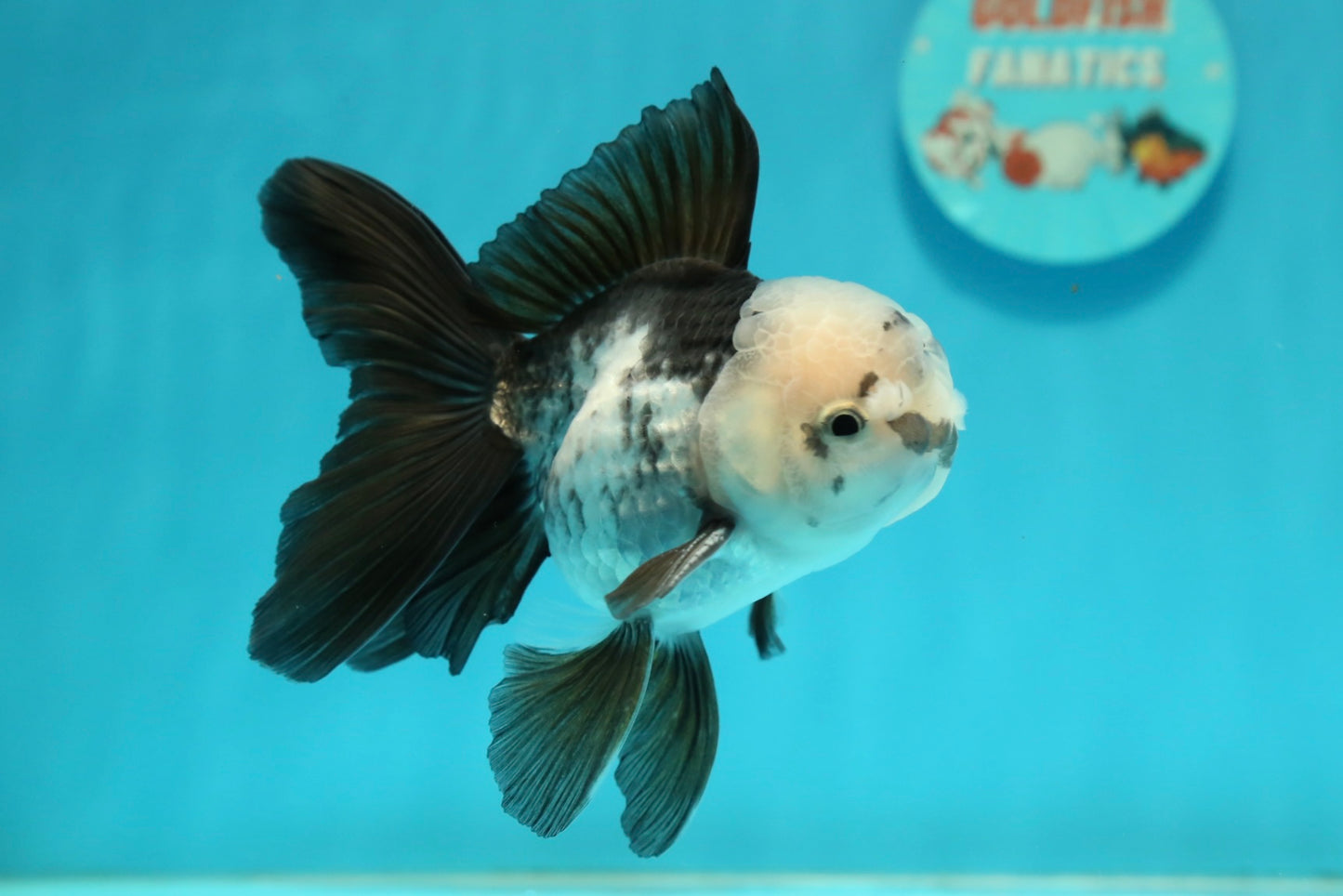 [SINGLE] Panda Oranda Male 4.5 inches #112924SO_08