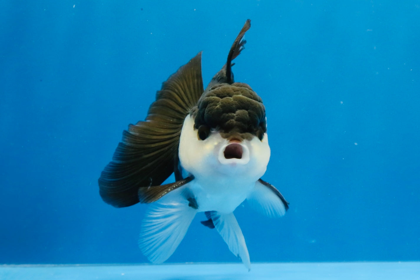 [SINGLE] Panda Oranda Male 4-4.5 inches #031326SO_04