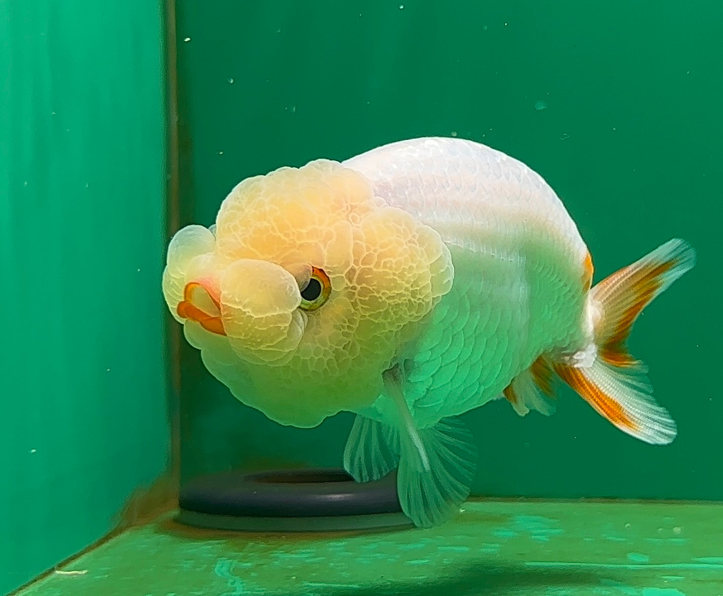 [SINGLE] White Lionchu Female 4-4.5 inches #062725SL_05