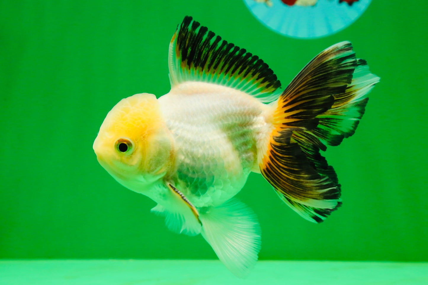 [SINGLE] White Oranda Male 4.5 inches #041825SO_01