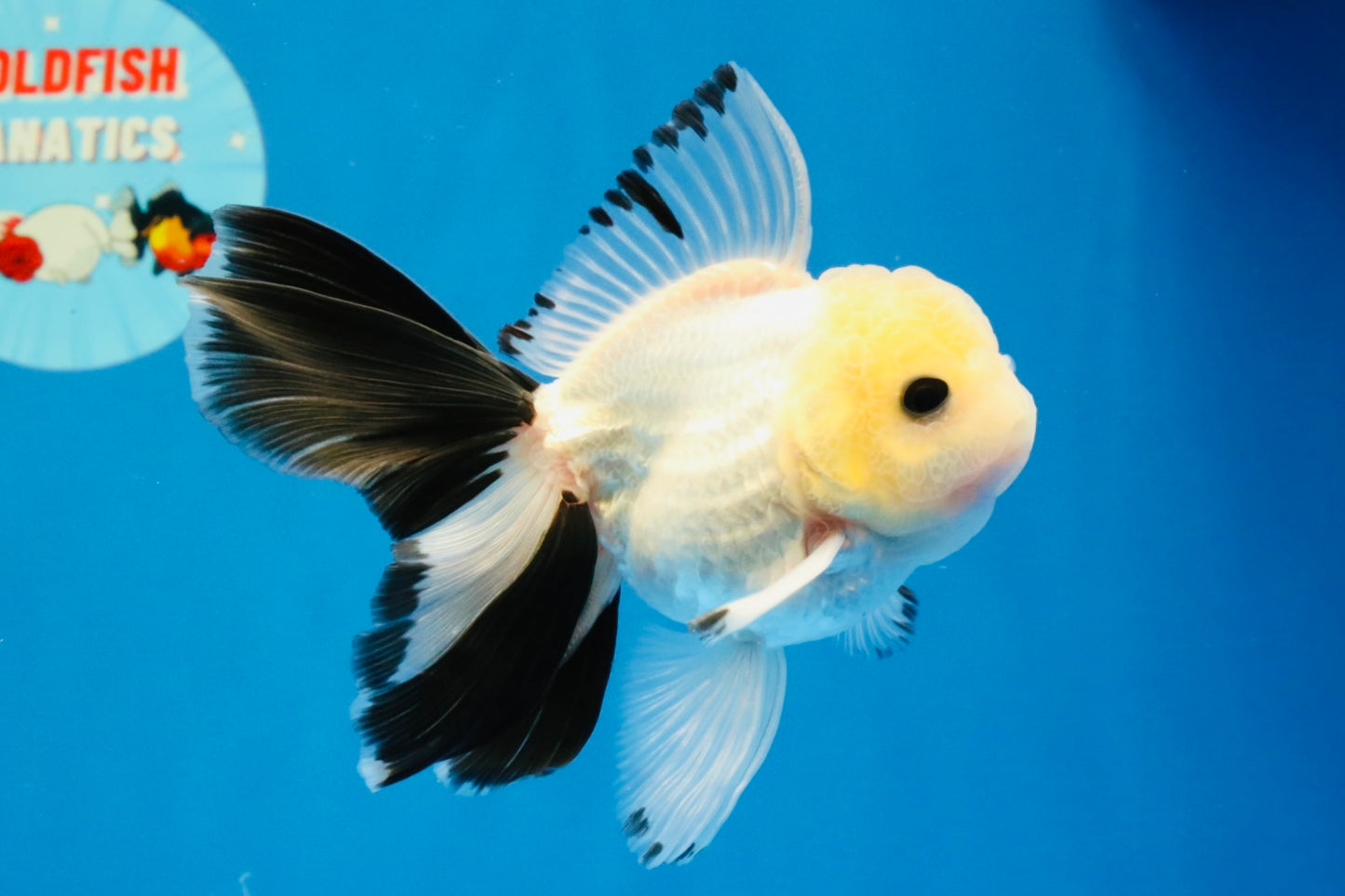 [SINGLE] Panda Button Eyes Oranda Male 4.5 inches #032026SO_08