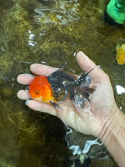 [SINGLE] Tricolor Oranda Male 4.5-5 inches #082225SO_02
