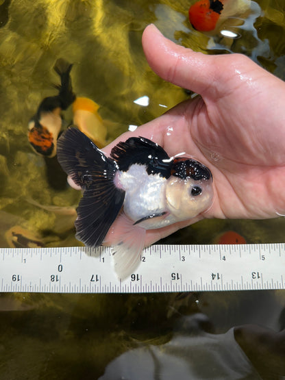 [COUPLE] Tricolor Female & Panda Male Oranda 4 inches #051625CO_07