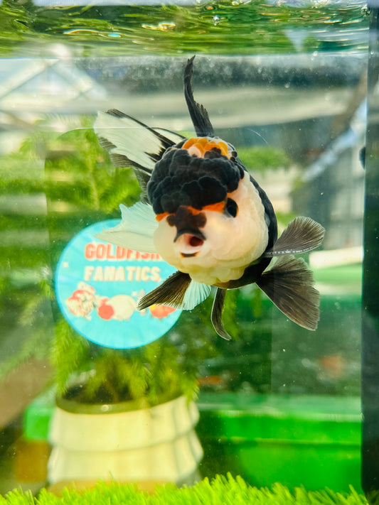 [SINGLE] Tricolor Button Eyes Oranda Male size 4.5 inches #112224SO_15