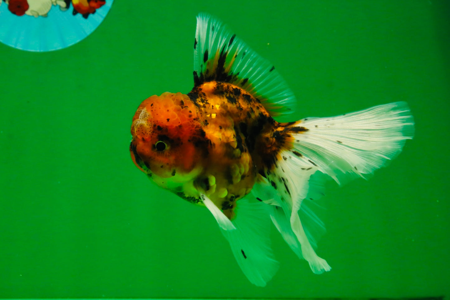 [SINGLE] Tiger Oranda Male 4.5 inches #091925SO_06