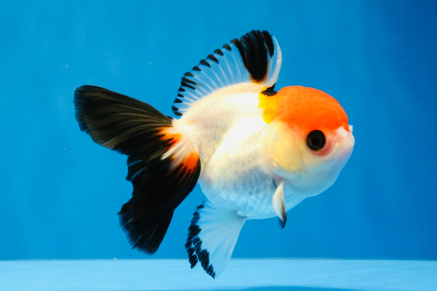 [SINGLE] Tricolor Oranda Female 4-4.5 inches #041026SO_06