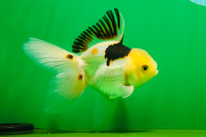 [SINGLE] Tricolor Oranda Male 4.5 inches #080825SO_13