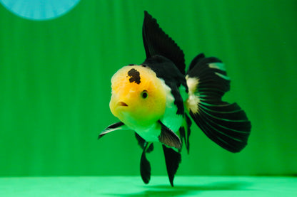 [SINGLE] Panda Oranda Male 4.5 inches #081525SO_03