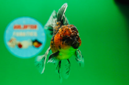 [SINGLE] Tiger Oranda Male 4.5 inches #090525SO_09