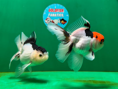 [COUPLE] Tricolor Male & Panda Female Oranda 4.5-5 inches #052325CO_09