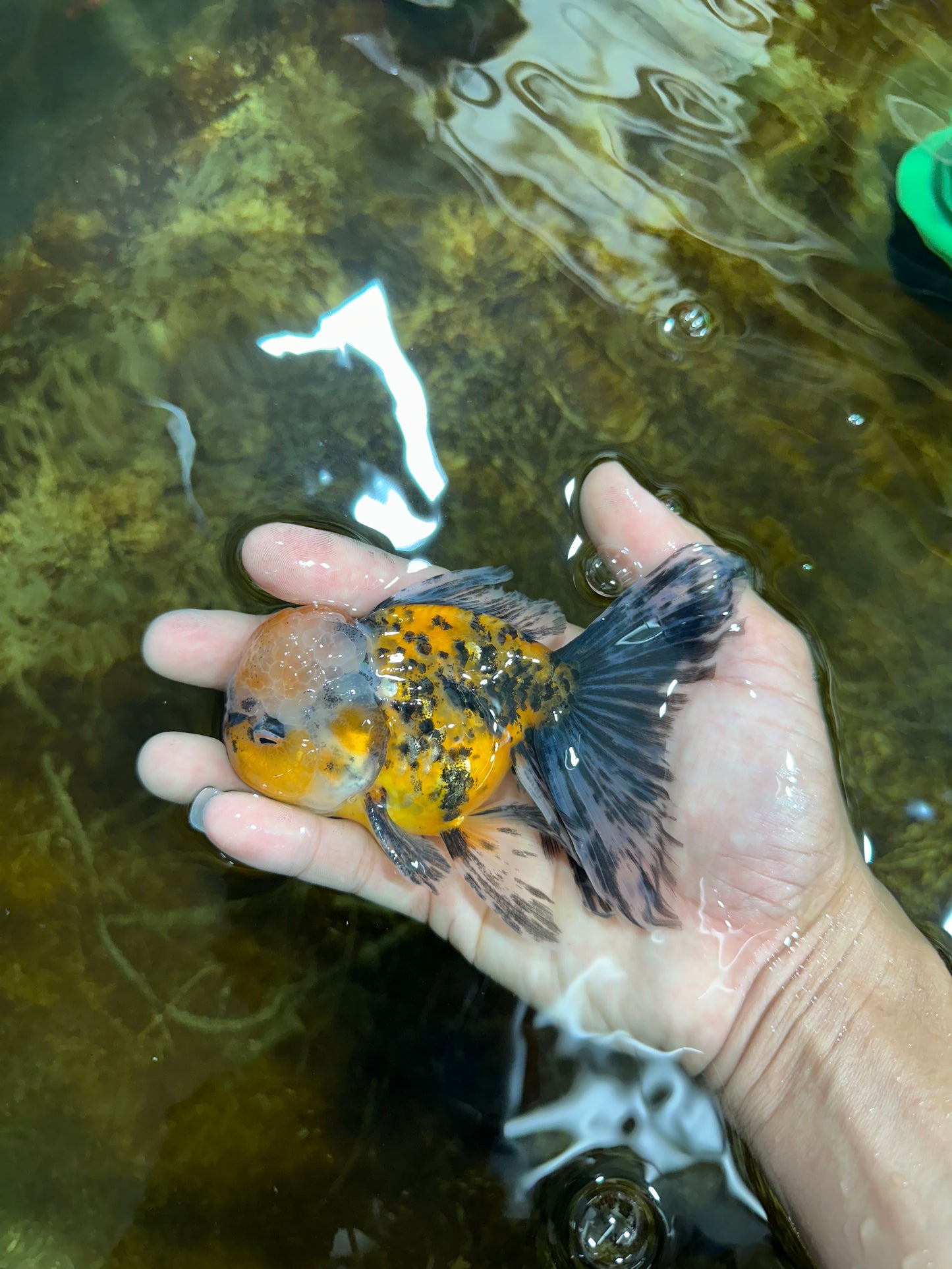[SINGLE] Tiger Oranda Male 4.5 inches #082225SO_04