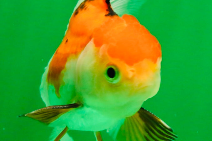 [SINGLE] Tricolor Oranda Male 4-4.5 inches #111425SO_03