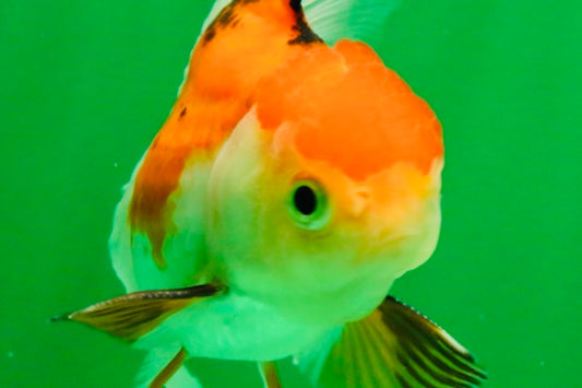 [SINGLE] Tricolor Oranda Male 4-4.5 inches #111425SO_03