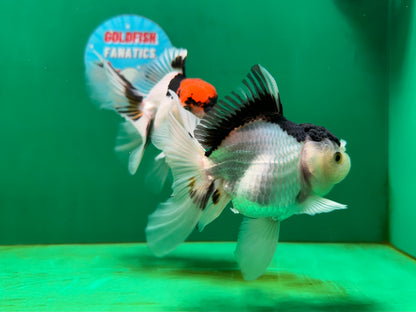 [COUPLE] Tricolor Male & Panda Female Oranda 4.5-5 inches #052325CO_09