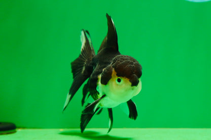 [SINGLE] Panda Male Oranda 4.5-5 inches #080125SO_07