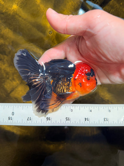 [SINGLE] Red Head Apache Oranda Male 4-4.5 inches #030626SO_01