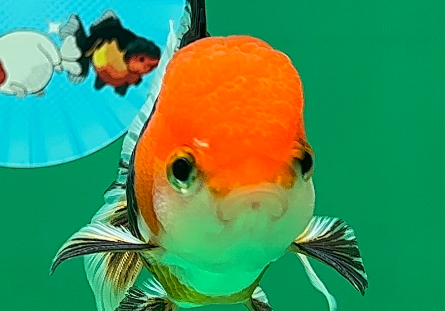 [SINGLE] Tricolor Oranda Male 4-4.5 inches #062725SO_11